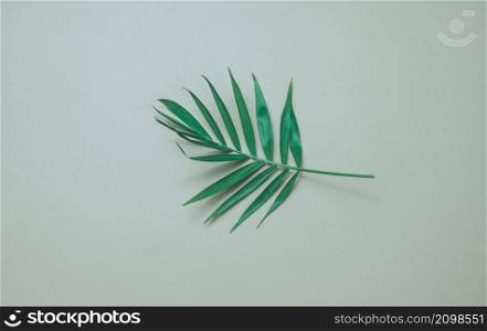 green leaf of palm tree on a gray background. View from above, copy space