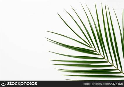 green leaf of palm tree on a white background. View from above, copy space