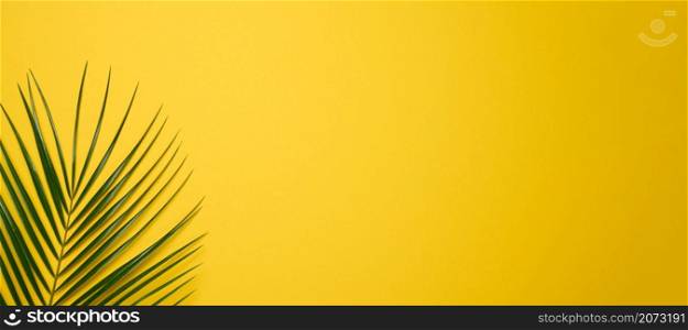 green leaf of palm tree on yellow background. Top view, backdrop for text