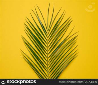 green leaf of palm tree on yellow background. View from above