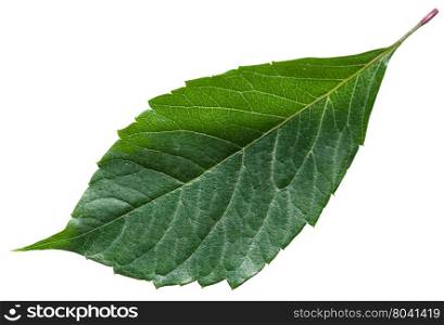 green leaf of Parthenocissus plant (Parthenocissus quinquefolia) isolated on white background
