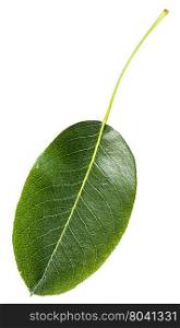 green leaf of pear tree (Pyrus communis, European pear, common pear) isolated on white background