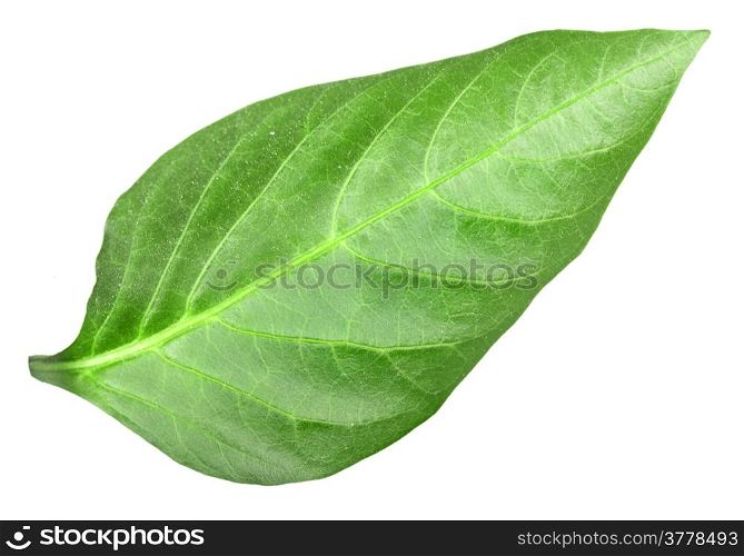 Green leaf of pepper. Isolated on white background. Close-up. Studio photography.