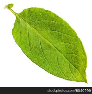 green leaf of potato plant isolated on white background