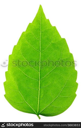 Green leaf of rose mallow isolated on white background