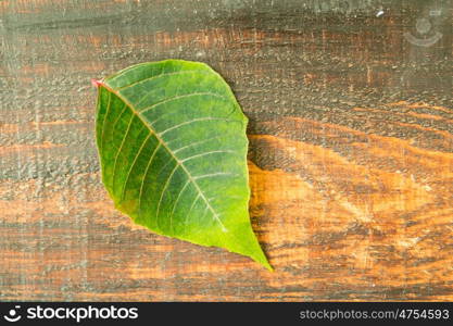 Green leaf of seasonal plant for Christmas on a wooden background