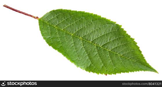 green leaf of Sour cherry tree (Prunus cerasus) isolated on white background
