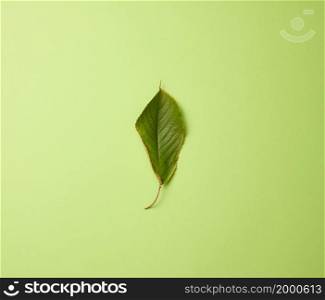 green leaf of sweet cherry on a green background, flat lay