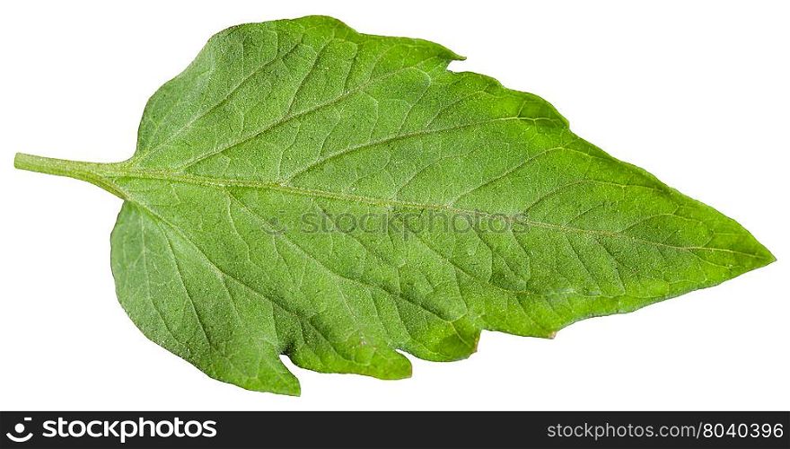 green leaf of tomato plant isolated on white background