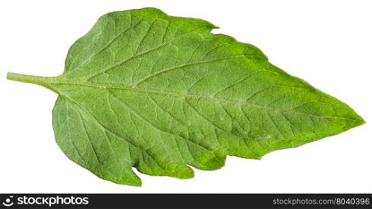 green leaf of tomato plant isolated on white background