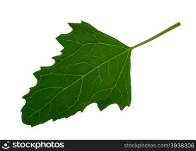 Green leaf of Twoscale saltbush (Atriplex micrantha)