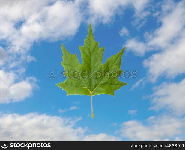 Green leaf on a blue sky with white clouds