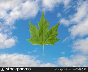 Green leaf on a blue sky with white clouds