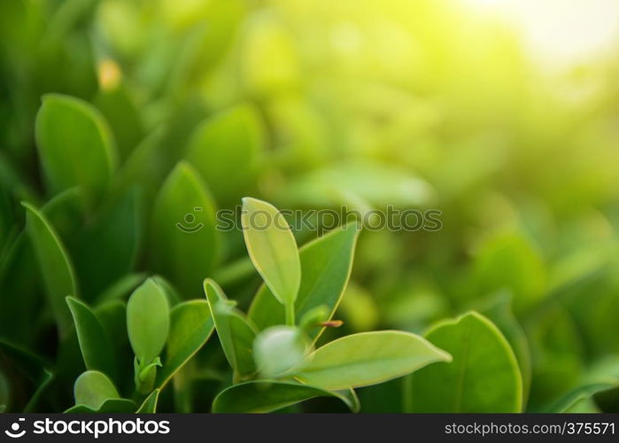 green leaf on blurred greenery background concept