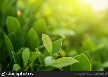 green leaf on blurred greenery background concept