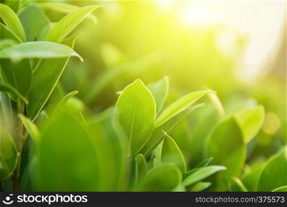 green leaf on blurred greenery background concept