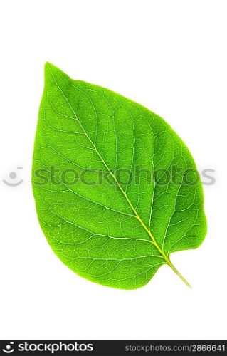 Green leaf on isolated white background