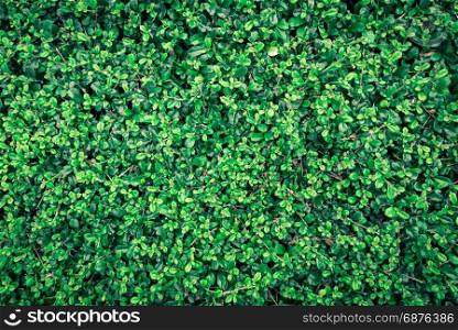 Green leaf on nature backgrounds.