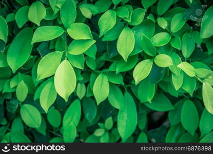 Green leaf on nature backgrounds.