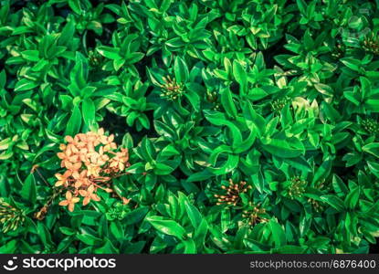 Green leaf on nature backgrounds.