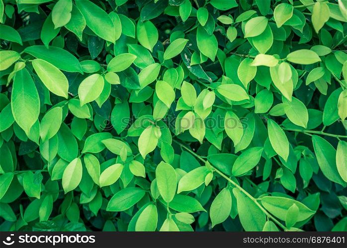 Green leaf on nature backgrounds.