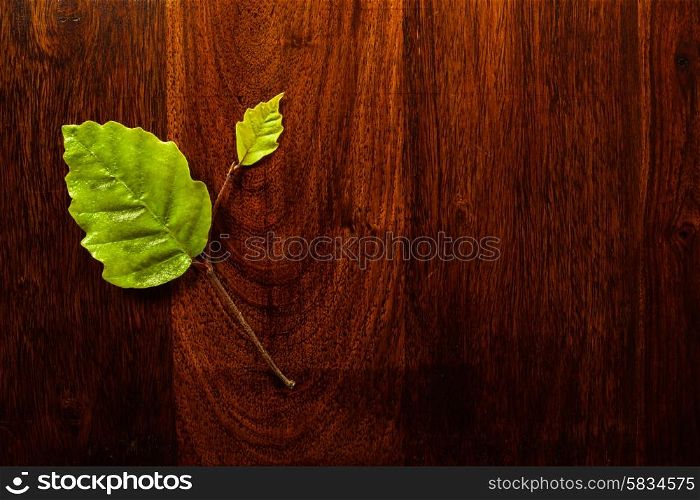 Green leaf on solid dark whood