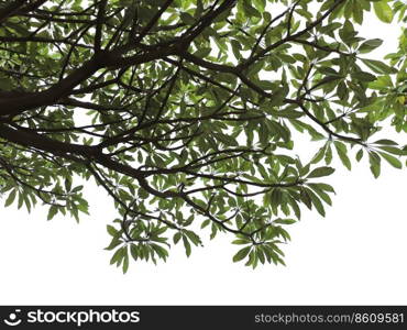 green leaf on the branches isolate on white background