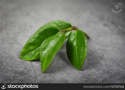 green leaf on the dark background