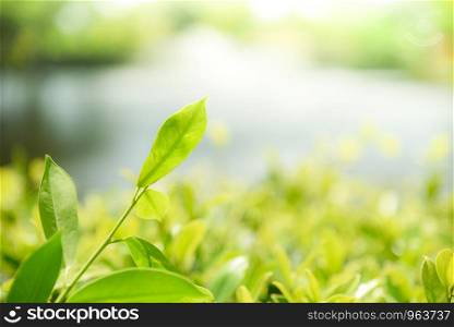 Green leaf on tree beautiful nature with sunlight soft focus and green blur background / Close up leaves in summer garden