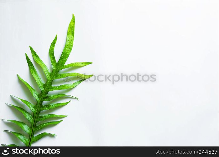 Green leaf on white background with free space for text.