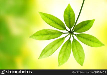 Green leaf over blurred background