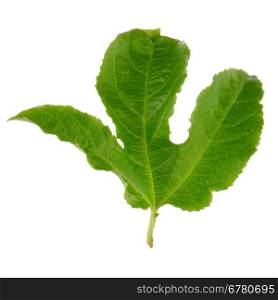 Green leaf passion fruit close up macro shot set isolated on white background