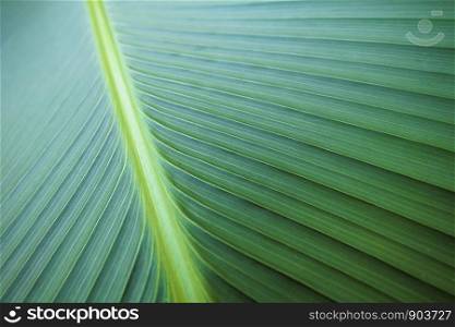Green leaf pattern, green texture background