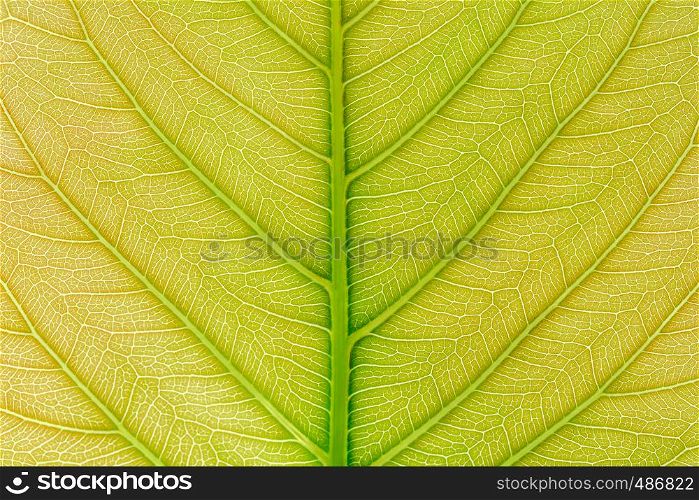Green Leaf pattern texture background with light behind for website template, spring beauty, environment and ecology concept design.