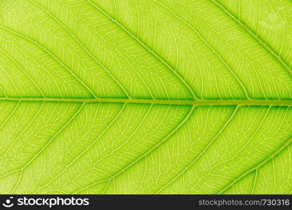 Green Leaf pattern texture background with light behind for website template, spring beauty, environment and ecology concept design.