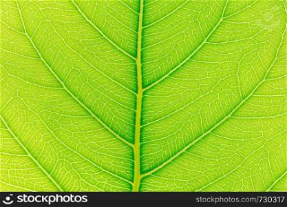 Green Leaf pattern texture background with light behind for website template, spring beauty, environment and ecology concept design.