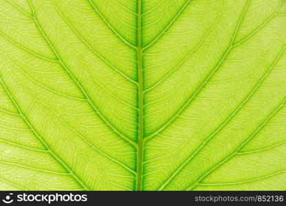 Green leaf pattern texture background with light behind for website template, spring beauty, environment and ecology design.