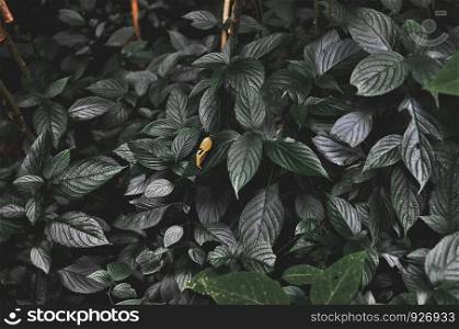 green leaf plant wall backgrounds