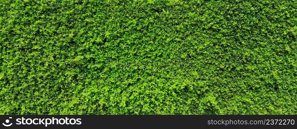 Green leaf plant wall, Long green hedge or green leaves wall.