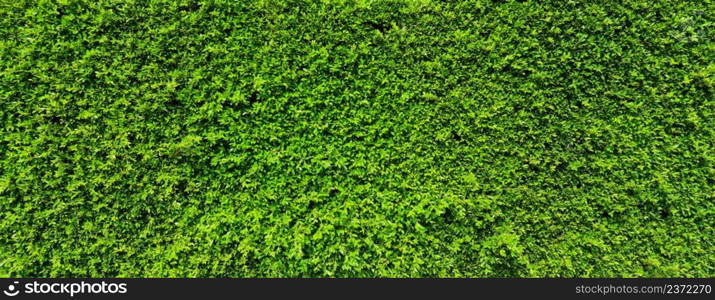 Green leaf plant wall, Long green hedge or green leaves wall.