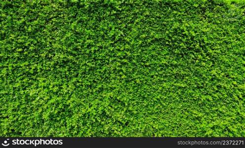 Green leaf plant wall, Long green hedge or green leaves wall.