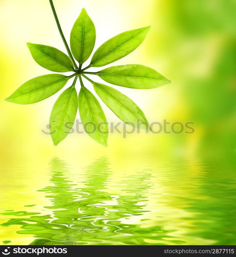 Green leaf reflected in water