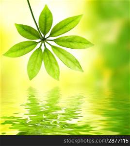 Green leaf reflected in water