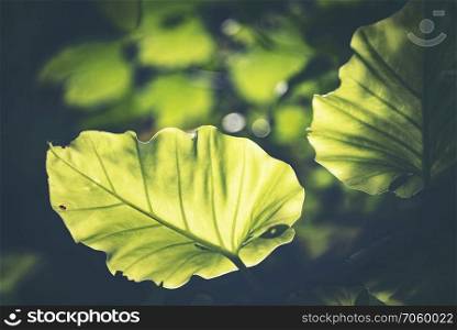 Green leaf, Rim Light