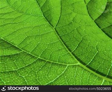 Green Leaf's Veinlet Texture Pattern