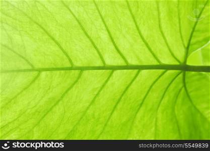 Green leaf texture, macro photo