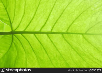 Green leaf texture, macro photo