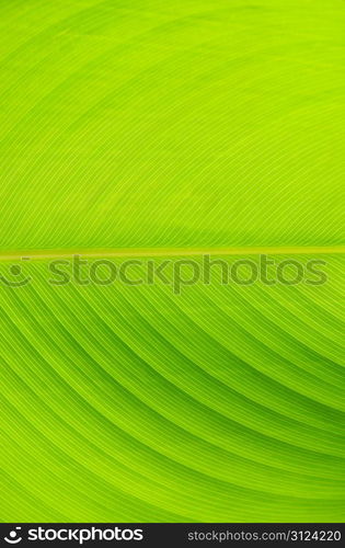 green leaf texture of a plant close up