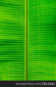 green leaf texture of a plant close up