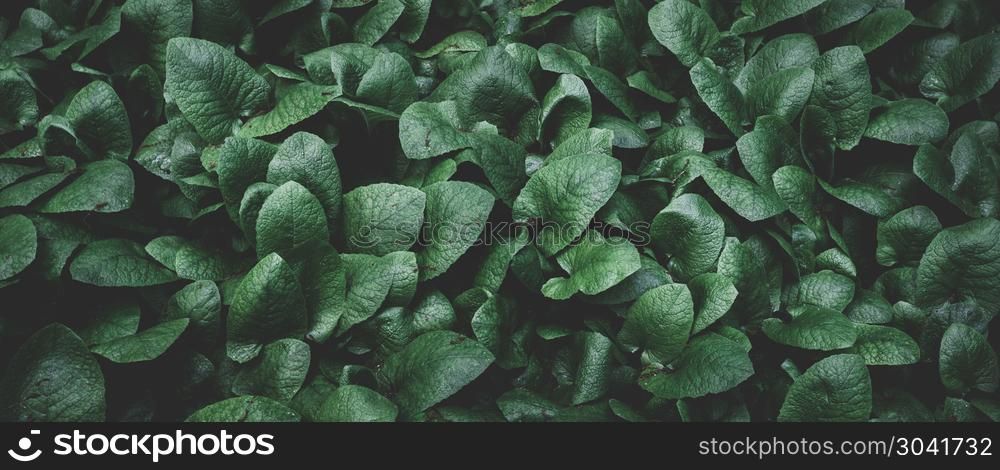 Green leaf texture. tropical leaves